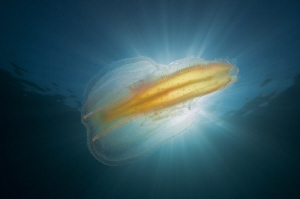 This ctenophore I've seen today at the north coast from M... by Roland Bach 